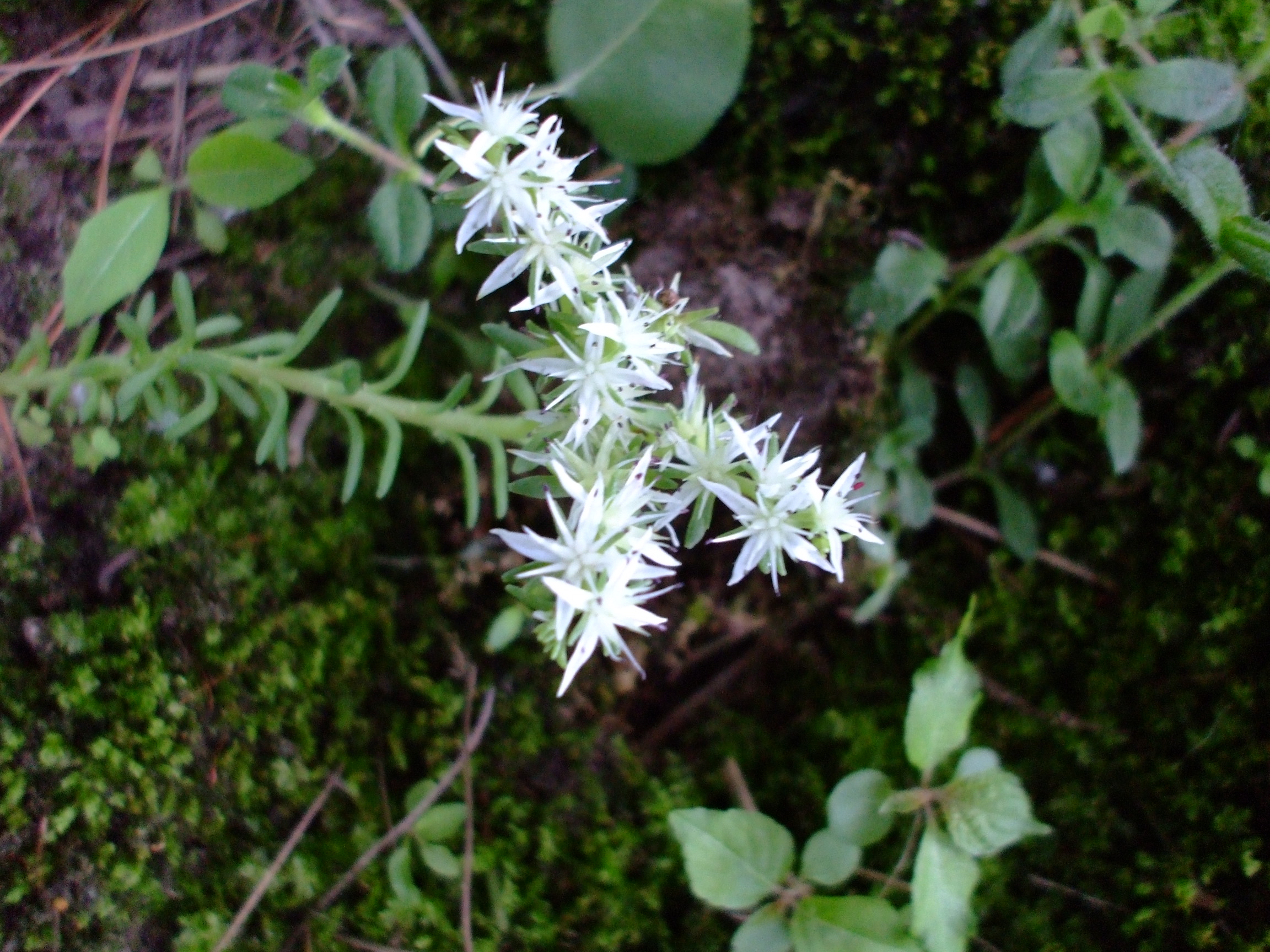 Sedum glaucophyllum